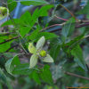 개버무리(Clematis serratifolia Rehder) : 설뫼*