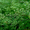 사철쑥(Artemisia capillaris Thunb.) : 들국화
