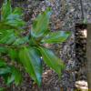 육계나무(Cinnamomum loureirii) : 설뫼*
