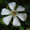 치자나무(Gardenia jasminoides Ellis var. jasminoides) : 난헌