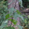 민박쥐나물(Parasenecio hastatus (L.) H.Koyama subsp. orientalis (Kitam.) H.Koyama) : 산들꽃