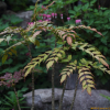뿔남천(Mahonia japonica (Thunb.) DC.) : 현촌