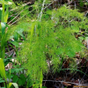 방울비짜루(Asparagus oligoclonos Maxim.) : 통통배
