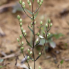 개쓴풀(Swertia diluta var. tosaensis (Makino) H.Hara) : 버들피리