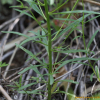 꽃냉이(Cardamine pratensis L.) : 박용석