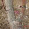 단풍나무(Acer palmatum Thunb. ex Murray) : 현촌