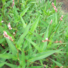 개여뀌(Persicaria longiseta (Bruijn) Kitag.) : 塞翁之馬