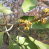 참식나무(Neolitsea sericea (Blume) Koidz.) : 봄까치꽃