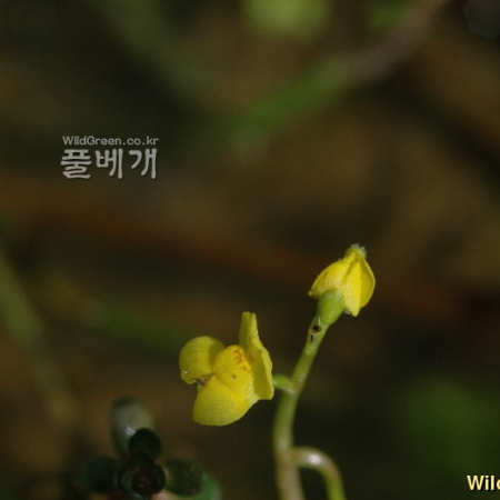 들통발(Utricularia aurea Lour.) : 청풍