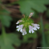 앉은좁쌀풀(Euphrasia maximowiczii Wettst.) : 산들꽃