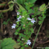 앉은좁쌀풀(Euphrasia maximowiczii Wettst.) : 산들꽃
