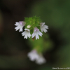 앉은좁쌀풀(Euphrasia maximowiczii Wettst.) : 산들꽃