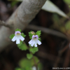 앉은좁쌀풀(Euphrasia maximowiczii Wettst.) : 산들꽃