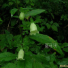 만삼(Codonopsis pilosula (Franch.) Nannf.) : 들꽃사랑