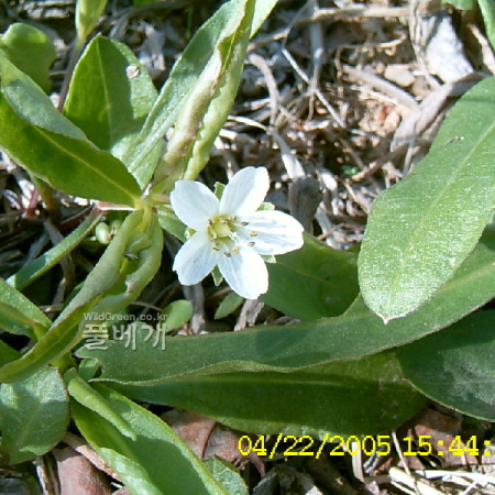 개별꽃(Pseudostellaria heterophylla (Miq.) Pax ex Pax & Hoffm.) : 현촌