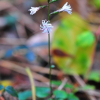 좀딱취(Ainsliaea apiculata Sch.Bip.) : 산들꽃