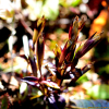 꼬인용담(Gentianopsis contorta (Royle) Ma) : 통통배