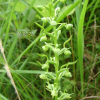 산제비란(Platanthera komarovii Schltr.) : 청암