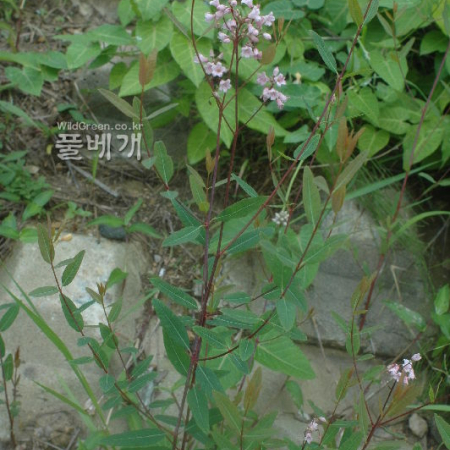 개정향풀(Apocynum lancifolium Russanov) : kplant1