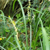 개맥문동(Liriope spicata (Thunb.) Lour.) : 추풍
