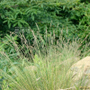 산겨이삭(Agrostis clavata Trin.) : 별꽃