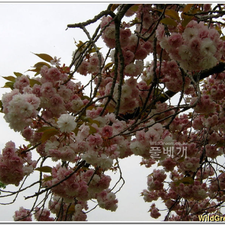 꽃벚나무(Prunus serrulata var. sontagiae Nakai) : 능선따라