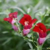 금어초(Antirrhinum majus L.) : 꽃마리