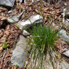 가지청사초(Carex polyschoena H.Lev. & Vaniot) : 고들빼기