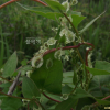 큰닭의덩굴(Fallopia dentatoalata (F.Schmidt) Holub) : 산들꽃