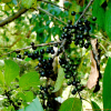 갈매나무(Rhamnus davurica Pall.) : habal