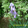 독일붓꽃(Iris germanica L.) : 塞翁之馬