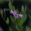 개정향풀(Apocynum lancifolium Russanov) : 노루발