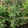 뺑쑥(Artemisia lancea Vaniot) : 塞翁之馬