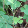 들괭이밥(Oxalis dillenii Jacq.) : 산들꽃