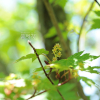 시닥나무(Acer komarovii Pojark.) : 산들꽃