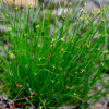 애기바늘사초(Carex hakonensis Franch. & Sav.) : 무심거사