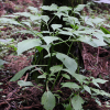 알꽈리(Tubocapsicum anomalum (Franch. & Sav.) Makino) : 산들꽃