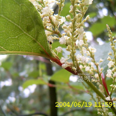 호장근(Reynoutria japonica Houtt.) : 현촌
