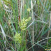 천일사초(Carex scabrifolia Steud.) : 청암
