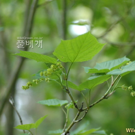 산겨릅나무(Acer tegmentosum Maxim.) : 벼루