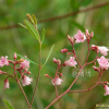 개정향풀(Apocynum lancifolium Russanov) : 버들피리