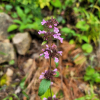 두메층층이(Clinopodium micranthum (Regel) H.Hara) : 산들꽃