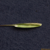 속털개밀(Elymus ciliaris (Trin. ex Bunge) Tzvelev) : 별꽃