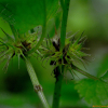 광대수염(Lamium album L. subsp. barbatum (Siebold & Zucc.) Mennema) : 현촌