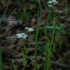 산장대(Arabidopsis halleri (L.) O'Kane & Al-Shehbaz subsp. gemmifera (Matsum.) O'Kane & Al-Shehbaz) : habal
