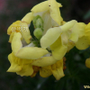 금어초(Antirrhinum majus L.) : 꽃마리