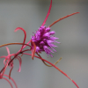 가는잎향유(Elsholtzia angustifolia (Loes.) Kitag.) : 무심거사