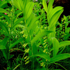 둥굴레(Polygonatum odoratum var. pluriflorum (Miq.) Ohwi) : 산들꽃