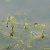 들통발(Utricularia aurea Lour.) : 덕송