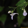 가야물봉선(Impatiens atrosanguinea (Nakai) B.U.Oh & Y.P.Hong) : 산들꽃